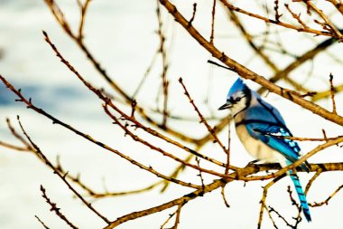 Çıplak kış dallarının arasına tünemiş çarpıcı mavi bir karga. Canlı mavi tüyler ve belirgin arma sessiz arka planda göze çarpıyor. Doğal ortamında vahşi yaşamın detaylı görüntüsü..
