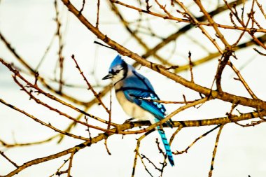 Çıplak kış dallarının arasına tünemiş çarpıcı mavi bir karga. Canlı mavi tüyler ve belirgin arma sessiz arka planda göze çarpıyor. Doğal ortamında vahşi yaşamın detaylı görüntüsü..