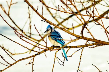 Çıplak kış dallarının arasına tünemiş çarpıcı mavi bir karga. Canlı mavi tüyler ve belirgin arma sessiz arka planda göze çarpıyor. Doğal ortamında vahşi yaşamın detaylı görüntüsü..