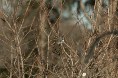 İnce, tomurcuklanan dalların arasında, sağa bakan küçük gri bir kuş. Hafif göbeği, dalların sessiz tonlarına ve bulanık arkaplana karşı görünür..