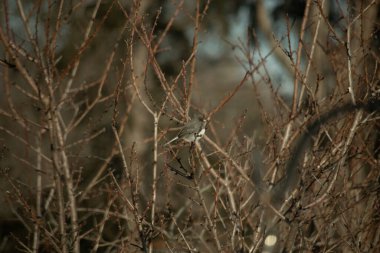 İnce, tomurcuklanan dalların arasında, sağa bakan küçük gri bir kuş. Hafif göbeği, dalların sessiz tonlarına ve bulanık arkaplana karşı görünür..