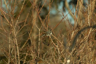 İnce, tomurcuklanan dalların arasında, sağa bakan küçük gri bir kuş. Hafif göbeği, dalların sessiz tonlarına ve bulanık arkaplana karşı görünür..