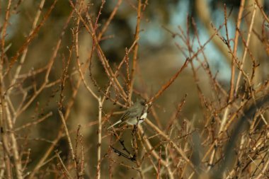 İnce, tomurcuklanan dalların arasında, sağa bakan küçük gri bir kuş. Hafif göbeği, dalların sessiz tonlarına ve bulanık arkaplana karşı görünür..