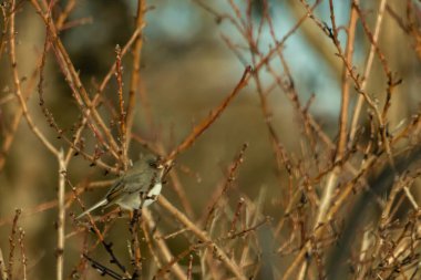 İnce, tomurcuklanan dalların arasında, sağa bakan küçük gri bir kuş. Hafif göbeği, dalların sessiz tonlarına ve bulanık arkaplana karşı görünür..