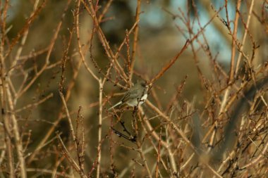 İnce, tomurcuklanan dalların arasında, sağa bakan küçük gri bir kuş. Hafif göbeği, dalların sessiz tonlarına ve bulanık arkaplana karşı görünür..