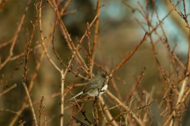 İnce, tomurcuklanan dalların arasında, sağa bakan küçük gri bir kuş. Hafif göbeği, dalların sessiz tonlarına ve bulanık arkaplana karşı görünür..