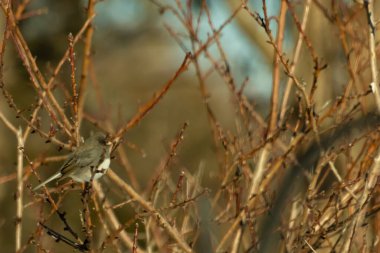 İnce, tomurcuklanan dalların arasında, sağa bakan küçük gri bir kuş. Hafif göbeği, dalların sessiz tonlarına ve bulanık arkaplana karşı görünür..