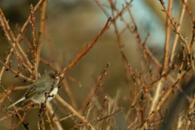 İnce, tomurcuklanan dalların arasında, sağa bakan küçük gri bir kuş. Hafif göbeği, dalların sessiz tonlarına ve bulanık arkaplana karşı görünür..