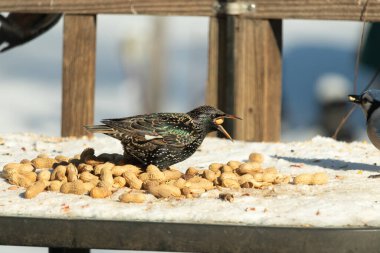 Bir Avrupa sığırcığı, dağınık sarı tohumların arasında, karlı bir yüzeyde, sağa dönük duruyor. Parlak sarı gagası açık olan yanardöner tüyleri detaylıdır. Arka planda tahta tahtalar görünüyor..