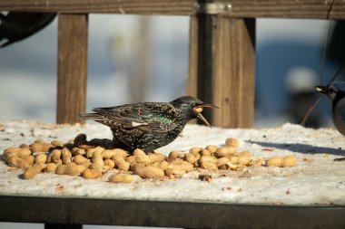 Bir Avrupa sığırcığı, dağınık sarı tohumların arasında, karlı bir yüzeyde, sağa dönük duruyor. Parlak sarı gagası açık olan yanardöner tüyleri detaylıdır. Arka planda tahta tahtalar görünüyor..