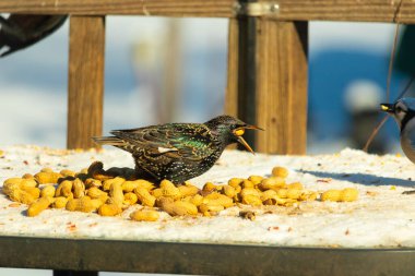 Bir Avrupa sığırcığı, dağınık sarı tohumların arasında, karlı bir yüzeyde, sağa dönük duruyor. Parlak sarı gagası açık olan yanardöner tüyleri detaylıdır. Arka planda tahta tahtalar görünüyor..