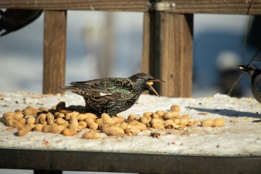 Bir Avrupa sığırcığı, dağınık sarı tohumların arasında, karlı bir yüzeyde, sağa dönük duruyor. Parlak sarı gagası açık olan yanardöner tüyleri detaylıdır. Arka planda tahta tahtalar görünüyor..