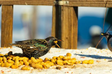 Bir Avrupa sığırcığı, dağınık sarı tohumların arasında, karlı bir yüzeyde, sağa dönük duruyor. Parlak sarı gagası açık olan yanardöner tüyleri detaylıdır. Arka planda tahta tahtalar görünüyor..