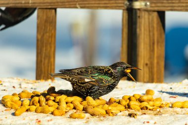 Bir Avrupa sığırcığı, dağınık sarı tohumların arasında, karlı bir yüzeyde, sağa dönük duruyor. Parlak sarı gagası açık olan yanardöner tüyleri detaylıdır. Arka planda tahta tahtalar görünüyor..