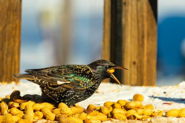 Bir Avrupa sığırcığı, dağınık sarı tohumların arasında, karlı bir yüzeyde, sağa dönük duruyor. Parlak sarı gagası açık olan yanardöner tüyleri detaylıdır. Arka planda tahta tahtalar görünüyor..