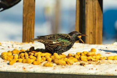 Bir Avrupa sığırcığı, dağınık sarı tohumların arasında, karlı bir yüzeyde, sağa dönük duruyor. Parlak sarı gagası açık olan yanardöner tüyleri detaylıdır. Arka planda tahta tahtalar görünüyor..