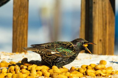Bir Avrupa sığırcığı, dağınık sarı tohumların arasında, karlı bir yüzeyde, sağa dönük duruyor. Parlak sarı gagası açık olan yanardöner tüyleri detaylıdır. Arka planda tahta tahtalar görünüyor..