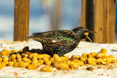 Bir Avrupa sığırcığı, dağınık sarı tohumların arasında, karlı bir yüzeyde, sağa dönük duruyor. Parlak sarı gagası açık olan yanardöner tüyleri detaylıdır. Arka planda tahta tahtalar görünüyor..
