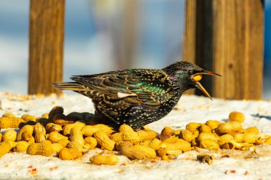 Bir Avrupa sığırcığı, dağınık sarı tohumların arasında, karlı bir yüzeyde, sağa dönük duruyor. Parlak sarı gagası açık olan yanardöner tüyleri detaylıdır. Arka planda tahta tahtalar görünüyor..