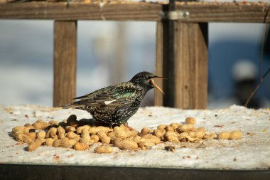 Bir Avrupa sığırcığı, dağınık sarı tohumların arasında, karlı bir yüzeyde, sağa dönük duruyor. Parlak sarı gagası açık olan yanardöner tüyleri detaylıdır. Arka planda tahta tahtalar görünüyor..