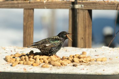 Bir Avrupa sığırcığı, dağınık sarı tohumların arasında, karlı bir yüzeyde, sağa dönük duruyor. Parlak sarı gagası açık olan yanardöner tüyleri detaylıdır. Arka planda tahta tahtalar görünüyor..