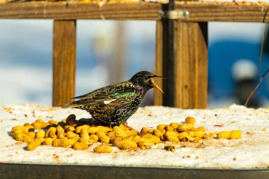 Bir Avrupa sığırcığı, dağınık sarı tohumların arasında, karlı bir yüzeyde, sağa dönük duruyor. Parlak sarı gagası açık olan yanardöner tüyleri detaylıdır. Arka planda tahta tahtalar görünüyor..
