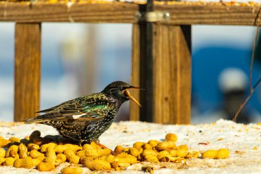 Bir Avrupa sığırcığı, dağınık sarı tohumların arasında, karlı bir yüzeyde, sağa dönük duruyor. Parlak sarı gagası açık olan yanardöner tüyleri detaylıdır. Arka planda tahta tahtalar görünüyor..