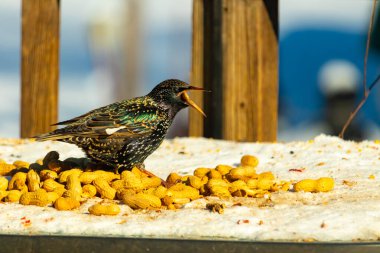 Bir Avrupa sığırcığı, dağınık sarı tohumların arasında, karlı bir yüzeyde, sağa dönük duruyor. Parlak sarı gagası açık olan yanardöner tüyleri detaylıdır. Arka planda tahta tahtalar görünüyor..
