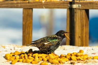Bir Avrupa sığırcığı, dağınık sarı tohumların arasında, karlı bir yüzeyde, sağa dönük duruyor. Parlak sarı gagası açık olan yanardöner tüyleri detaylıdır. Arka planda tahta tahtalar görünüyor..