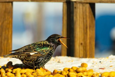 Bir Avrupa sığırcığı, dağınık sarı tohumların arasında, karlı bir yüzeyde, sağa dönük duruyor. Parlak sarı gagası açık olan yanardöner tüyleri detaylıdır. Arka planda tahta tahtalar görünüyor..
