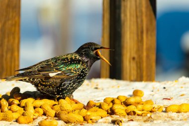 Bir Avrupa sığırcığı, dağınık sarı tohumların arasında, karlı bir yüzeyde, sağa dönük duruyor. Parlak sarı gagası açık olan yanardöner tüyleri detaylıdır. Arka planda tahta tahtalar görünüyor..