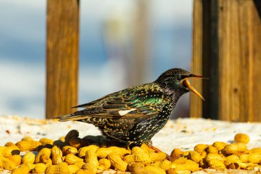 Bir Avrupa sığırcığı, dağınık sarı tohumların arasında, karlı bir yüzeyde, sağa dönük duruyor. Parlak sarı gagası açık olan yanardöner tüyleri detaylıdır. Arka planda tahta tahtalar görünüyor..