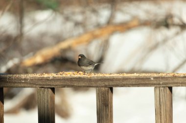 Siyah gözlü bir Junco, tohumlarla kaplı tahta bir tahtanın üzerinde sola dönük duruyor. Koyu gri tüyleri sarı ve beyaz arka planla çelişiyor. Kuşun gagası hafifçe açık.