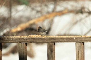 Siyah gözlü bir Junco, tohumlarla kaplı tahta bir tahtanın üzerinde sola dönük duruyor. Koyu gri tüyleri sarı ve beyaz arka planla çelişiyor. Kuşun gagası hafifçe açık.