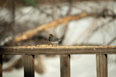 Siyah gözlü bir Junco, tohumlarla kaplı tahta bir tahtanın üzerinde sola dönük duruyor. Koyu gri tüyleri sarı ve beyaz arka planla çelişiyor. Kuşun gagası hafifçe açık.