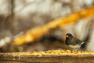 Siyah gözlü bir Junco, tohumlarla kaplı tahta bir tahtanın üzerinde sola dönük duruyor. Koyu gri tüyleri sarı ve beyaz arka planla çelişiyor. Kuşun gagası hafifçe açık.