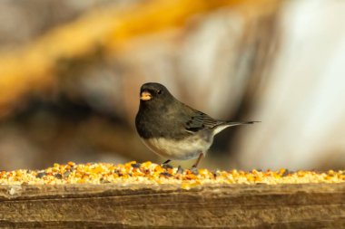 Siyah gözlü bir Junco, tohumlarla kaplı tahta bir tahtanın üzerinde sola dönük duruyor. Koyu gri tüyleri sarı ve beyaz arka planla çelişiyor. Kuşun gagası hafifçe açık.