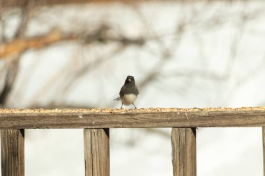 Siyah bir kafa ve sırt ile küçük bir kar kuşu, ve açık renkli bir göbek, tohumlarla dolu ahşap bir kalas üzerinde durur. Kuş doğrudan kameraya bakıyor, dik duruyor. Arka plan bulanık.,