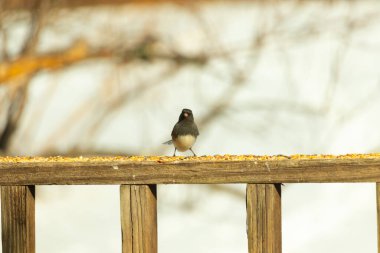 Siyah bir kafa ve sırt ile küçük bir kar kuşu, ve açık renkli bir göbek, tohumlarla dolu ahşap bir kalas üzerinde durur. Kuş doğrudan kameraya bakıyor, dik duruyor. Arka plan bulanık.,