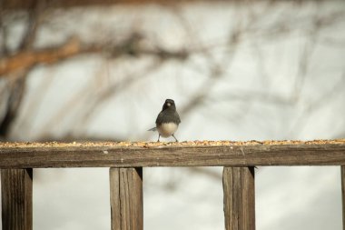 Siyah bir kafa ve sırt ile küçük bir kar kuşu, ve açık renkli bir göbek, tohumlarla dolu ahşap bir kalas üzerinde durur. Kuş doğrudan kameraya bakıyor, dik duruyor. Arka plan bulanık.,