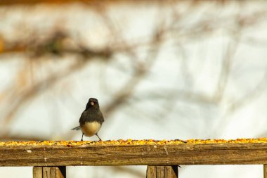 Siyah bir kafa ve sırt ile küçük bir kar kuşu, ve açık renkli bir göbek, tohumlarla dolu ahşap bir kalas üzerinde durur. Kuş doğrudan kameraya bakıyor, dik duruyor. Arka plan bulanık.,