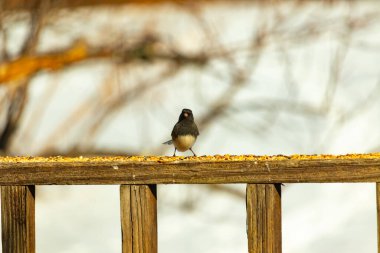 Siyah bir kafa ve sırt ile küçük bir kar kuşu, ve açık renkli bir göbek, tohumlarla dolu ahşap bir kalas üzerinde durur. Kuş doğrudan kameraya bakıyor, dik duruyor. Arka plan bulanık.,