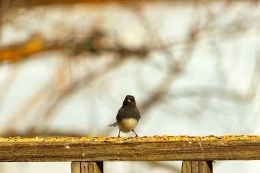 Siyah bir kafa ve sırt ile küçük bir kar kuşu, ve açık renkli bir göbek, tohumlarla dolu ahşap bir kalas üzerinde durur. Kuş doğrudan kameraya bakıyor, dik duruyor. Arka plan bulanık.,