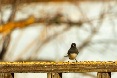Siyah bir kafa ve sırt ile küçük bir kar kuşu, ve açık renkli bir göbek, tohumlarla dolu ahşap bir kalas üzerinde durur. Kuş doğrudan kameraya bakıyor, dik duruyor. Arka plan bulanık.,
