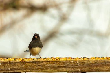 Siyah bir kafa ve sırt ile küçük bir kar kuşu, ve açık renkli bir göbek, tohumlarla dolu ahşap bir kalas üzerinde durur. Kuş doğrudan kameraya bakıyor, dik duruyor. Arka plan bulanık.,