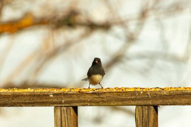 Siyah bir kafa ve sırt ile küçük bir kar kuşu, ve açık renkli bir göbek, tohumlarla dolu ahşap bir kalas üzerinde durur. Kuş doğrudan kameraya bakıyor, dik duruyor. Arka plan bulanık.,