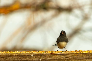 Siyah bir kafa ve sırt ile küçük bir kar kuşu, ve açık renkli bir göbek, tohumlarla dolu ahşap bir kalas üzerinde durur. Kuş doğrudan kameraya bakıyor, dik duruyor. Arka plan bulanık.,