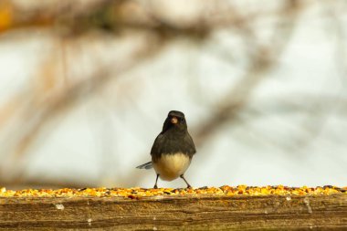 Siyah bir kafa ve sırt ile küçük bir kar kuşu, ve açık renkli bir göbek, tohumlarla dolu ahşap bir kalas üzerinde durur. Kuş doğrudan kameraya bakıyor, dik duruyor. Arka plan bulanık.,