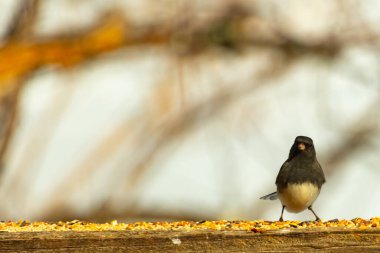 Siyah bir kafa ve sırt ile küçük bir kar kuşu, ve açık renkli bir göbek, tohumlarla dolu ahşap bir kalas üzerinde durur. Kuş doğrudan kameraya bakıyor, dik duruyor. Arka plan bulanık.,