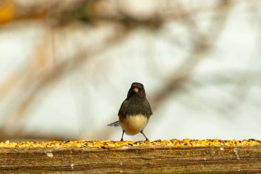 Siyah bir kafa ve sırt ile küçük bir kar kuşu, ve açık renkli bir göbek, tohumlarla dolu ahşap bir kalas üzerinde durur. Kuş doğrudan kameraya bakıyor, dik duruyor. Arka plan bulanık.,